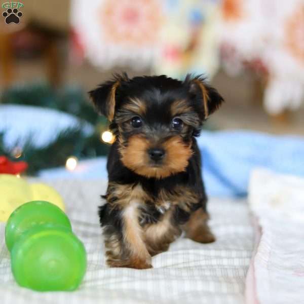 Maverick, Yorkie Puppy